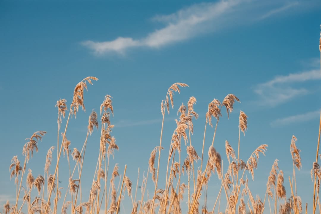 神经拟态类脑计算机“悟空”面世 能开始模仿猕猴大脑